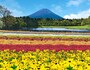 虹の花まつり