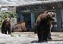 のぼりべつクマ牧場