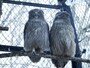 釧路市動物園