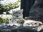 秋田市大森山動物園 あきぎんオモリンの森