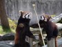秋田市大森山動物園 あきぎんオモリンの森