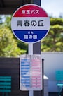 青春の丘