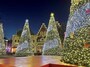 立ち並ぶクリスマスツリーが街を彩る