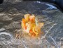 業務スーパーの「野菜かき揚げミニ」
