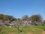 綱島に唯一残る桃栽培農家「池谷桃園」。開業時の3月には桃の花が満開でした