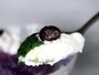 セブン‐イレブン「宇治抹茶のパフェ　あじさい色のレモンゼリー」