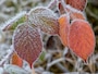 11月の和風月名・異称・別名の読み方と意味