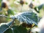 寒さが増すと露から霜へ。それを露が葉に隠れてしまったとみて「露隠葉月」