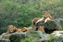 動物を間近に見ることができるサファリパーク