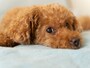 「犬系」もいろいろ？