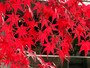 紅葉写真撮影
