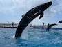 国営沖縄記念公園（海洋博公園）：イルカラグーン