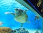 国営沖縄記念公園（海洋博公園）：ウミガメ館