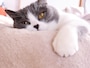 ペットを飼うと幸福度が高まる？