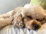 ペットを飼うと幸福度が高まる？