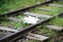 線路の枕木を枕にして昼寝するネコ（寒川町の一之宮緑道）