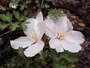 桜の魅力ある撮り方
