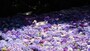 雨引観音（16）／あじさい祭・水中華とアヒル