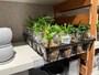 ラウンドスレートにおく植物も330円（税込）で販売