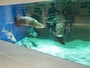 水族館の水槽