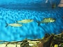 水族館の生き物