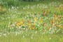 イワショウブ