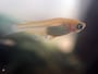 メダカの撮影