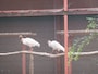 トキ保護センターのトキ