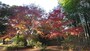 六義園の紅葉（1）