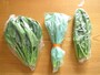 鮮度保持袋