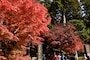 円覚寺総門前の紅葉