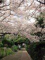 山手本通りから少し奥まったところにある、緑豊かなロケーション（2017年4月7日撮影）