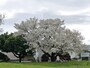 芝生広場が設けられているので、ベンチに座ってお花見が楽しめます（2017年4月7日撮影）