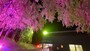 蔵王の樹氷ライトアップ（2）