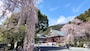 身延山久遠寺のしだれ桜（1）