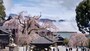 身延山久遠寺のしだれ桜（3）