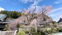身延山久遠寺のしだれ桜（4）