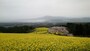 白木峰高原の菜の花＋桜＋海＋山（1）