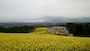 白木峰高原の菜の花＋桜＋海＋山（1）