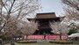 金峯山寺・蔵王堂（3）／桜と共に