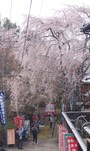 善福寺のしだれ桜