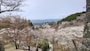 上千本から眺める吉野山の桜（4）