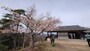 高城山展望休憩所に咲く桜