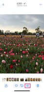 写真アプリで写真を開き、編集ボタンをタップします