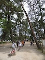 天橋立（2）／松林