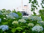 山下公園前面海上に係留されている氷川丸をバックに（筆者撮影）
