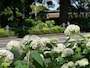 山下公園通りに咲く真っ白なアナベル（筆者撮影）
