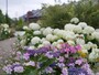 遊歩道が整備されており、四季折々の花が楽しめる、新港中央広場。横浜赤レンガ倉庫をバックに（筆者撮影）