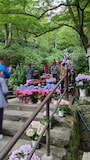 長谷寺・嵐の坂のあじさい（2）