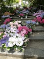 岡寺のあじさい（1）